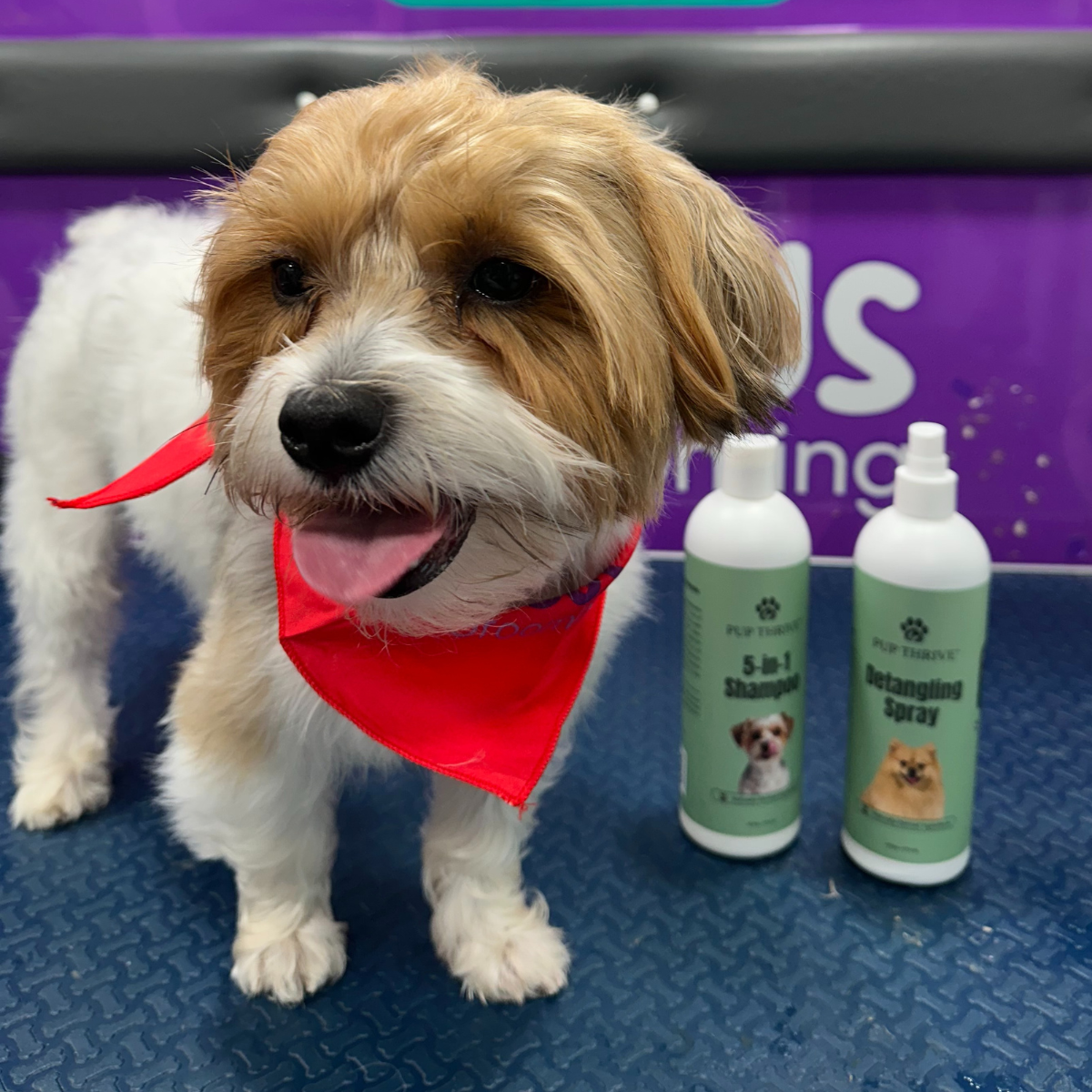 Rocky, a Pup Thrive pup just got a bath with our 5-in-1 Shampoo and Detangling Spray. He is smiling in the foreground wearing a red bandana with our products in the background.
