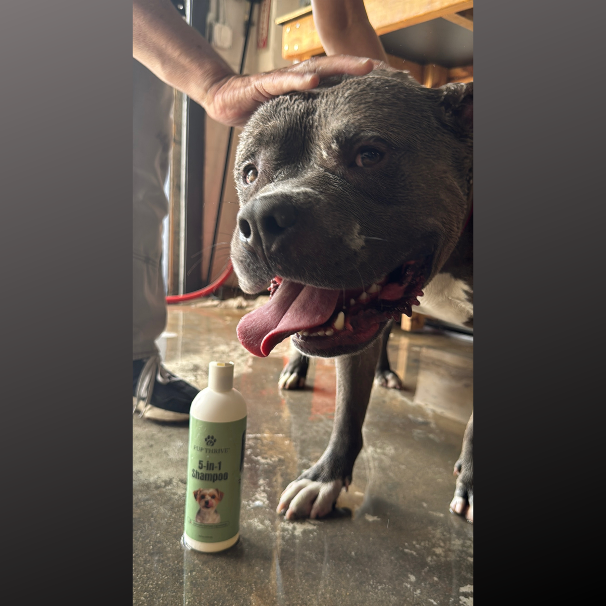 Pup getting a bath and looking happy with a bottle of 5-in-1 Shampoo on a floor