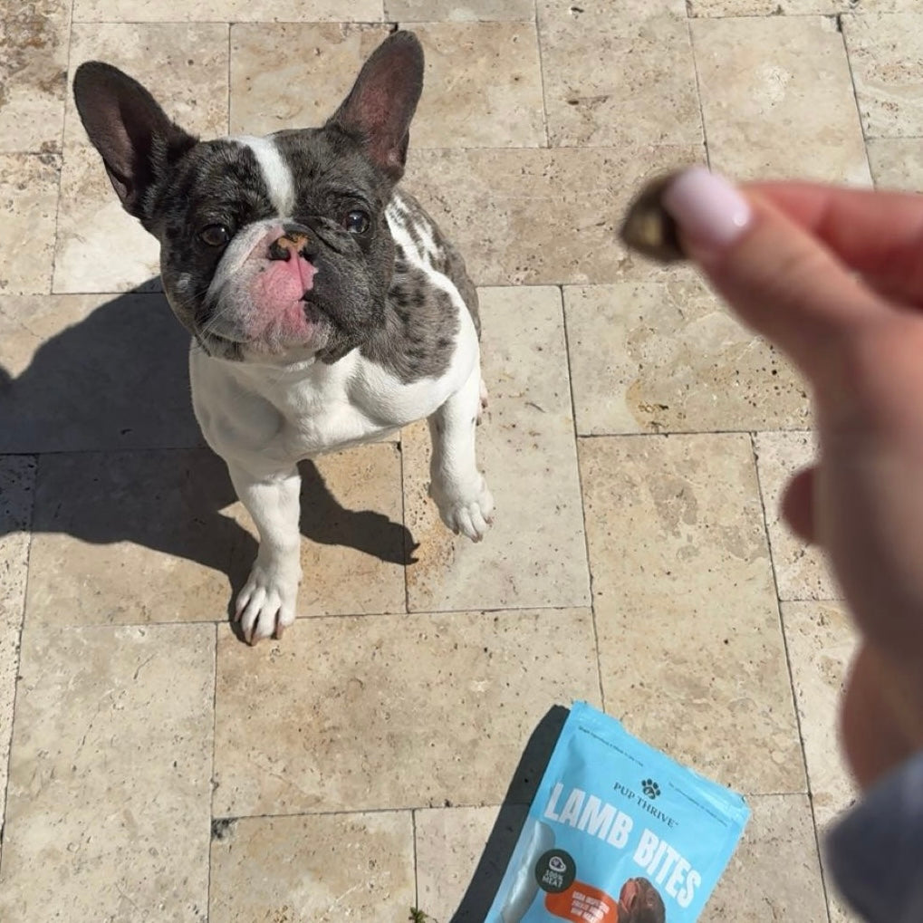 Dog eagerly anticipating a treat on a tiled patio with a package of Lamb Bites in the foreground.