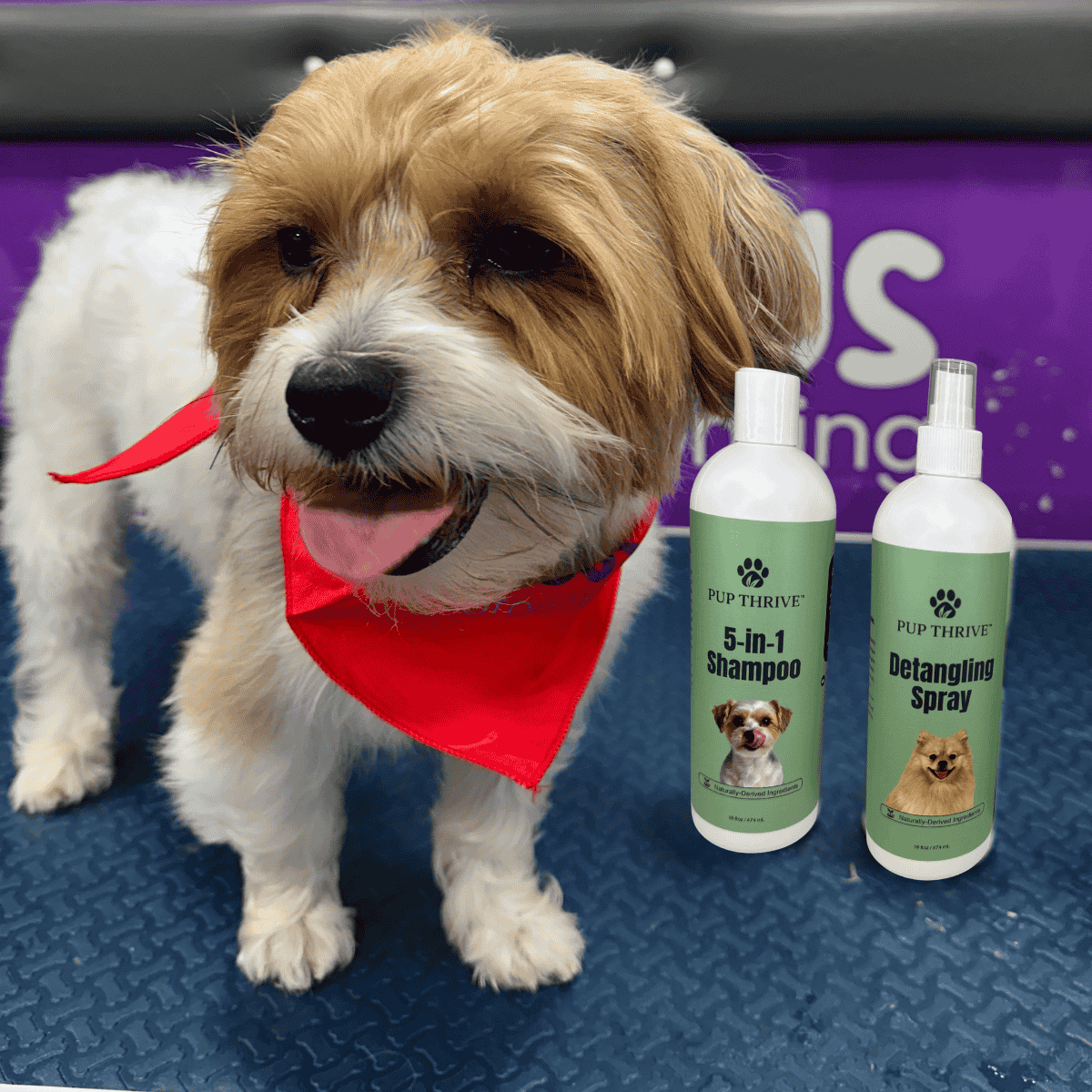 Dog wearing a red bandana with two pet care products on a blue surface.